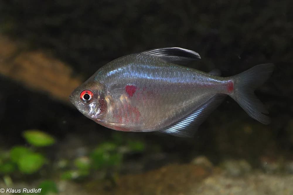 Spotfin Tetra