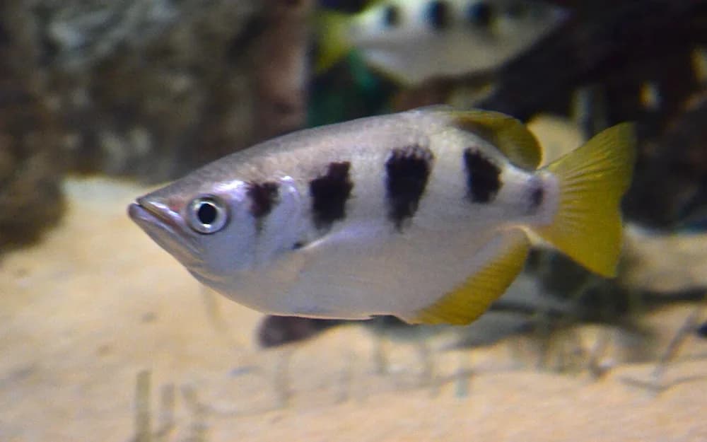 Spotted Archerfish