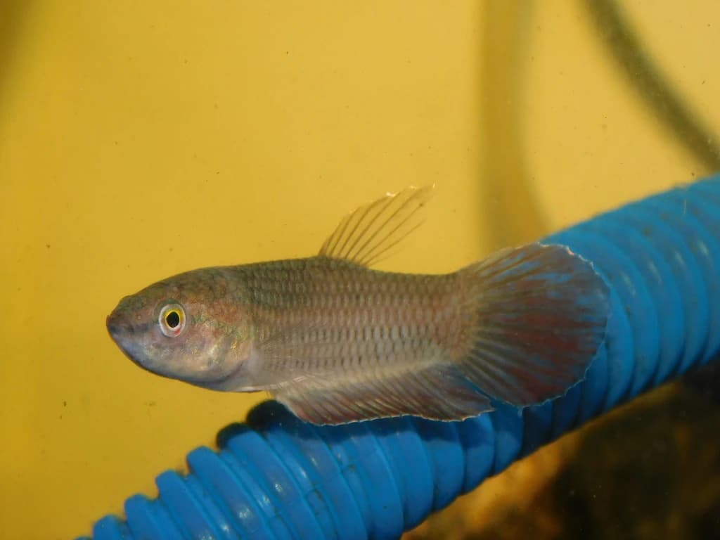 Spotted Betta