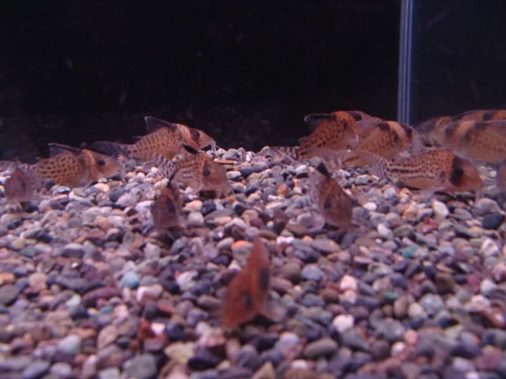 Spotted Corydoras