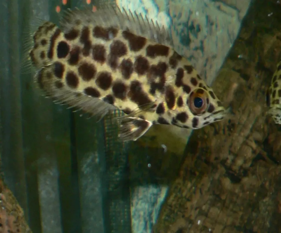 Spotted Ctenopoma