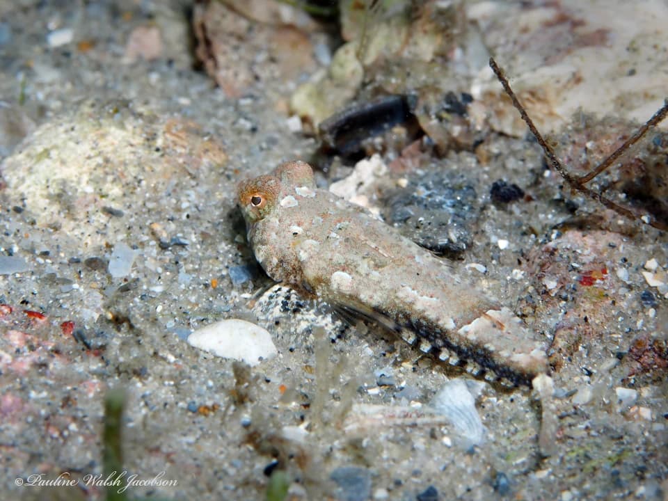 Spotted Dragonet