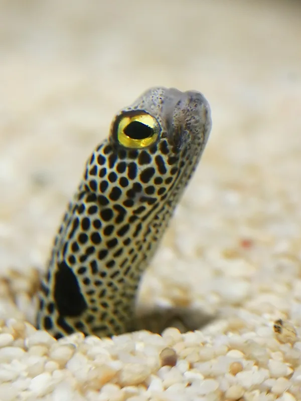Spotted Garden-Eel