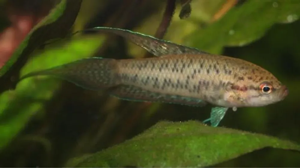 Spotted Gourami