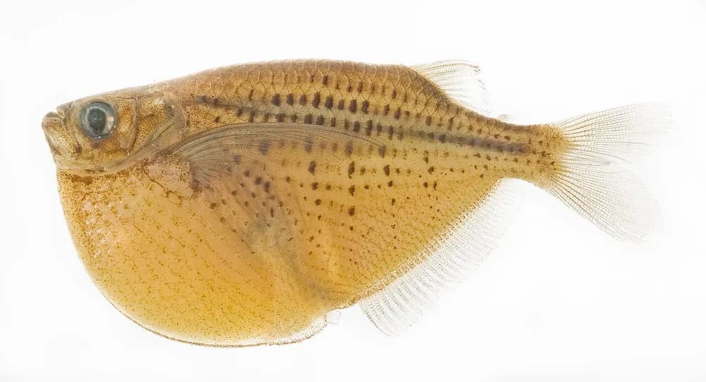 Spotted Hatchetfish