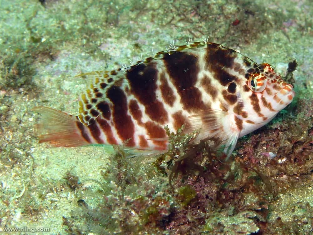 Spotted Hawkfish