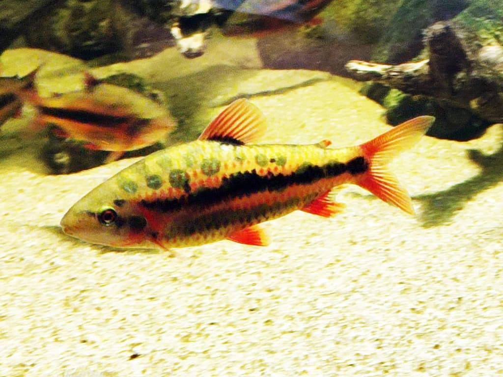 Spotted Leporinus
