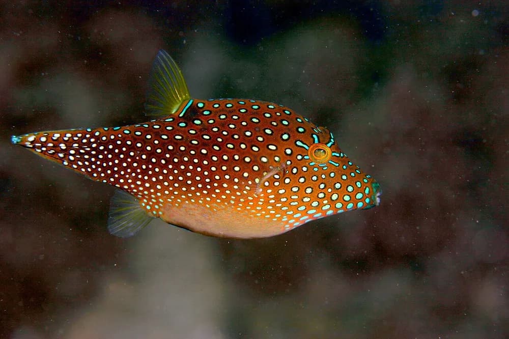 Spotted Sharpnose