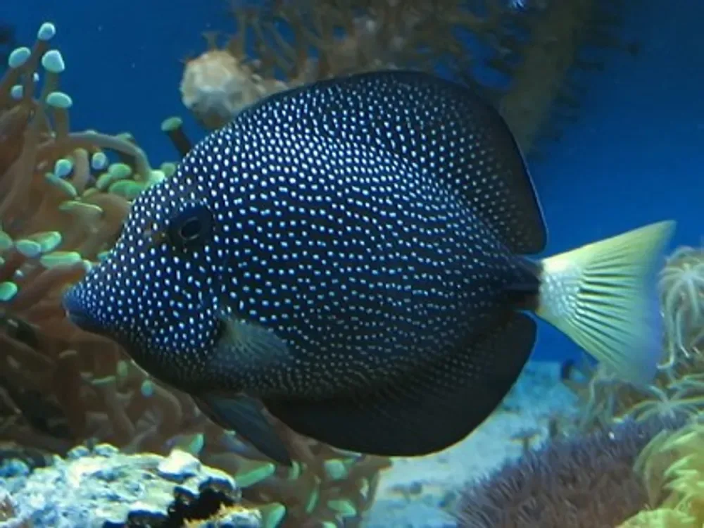 Spotted Tang