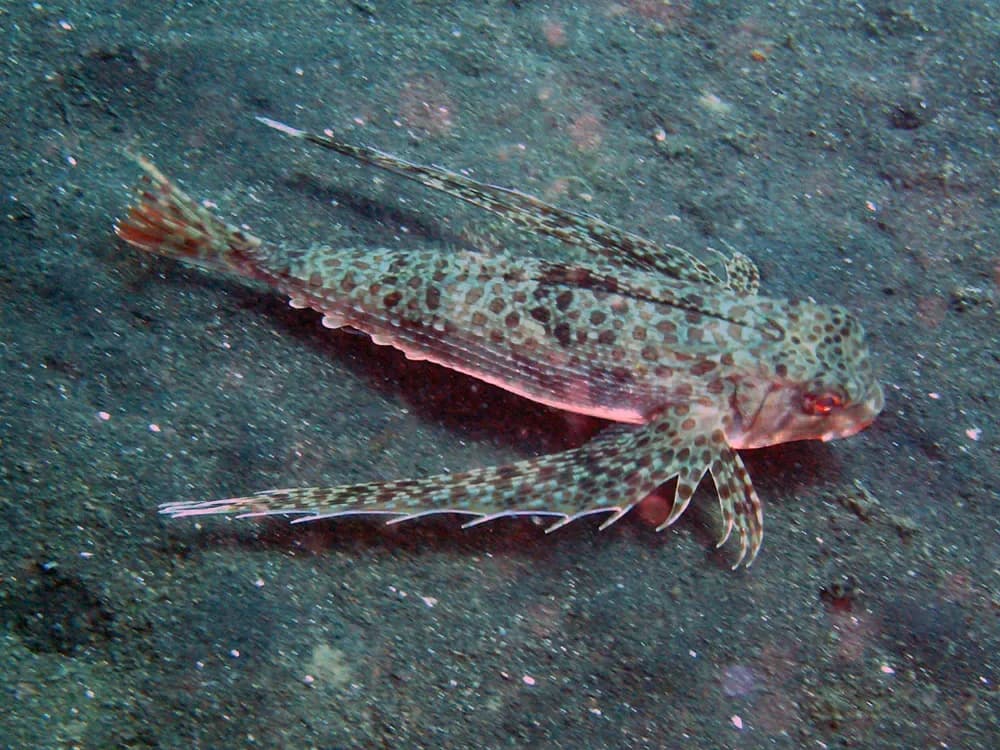 Spotwing Flying Gurnard
