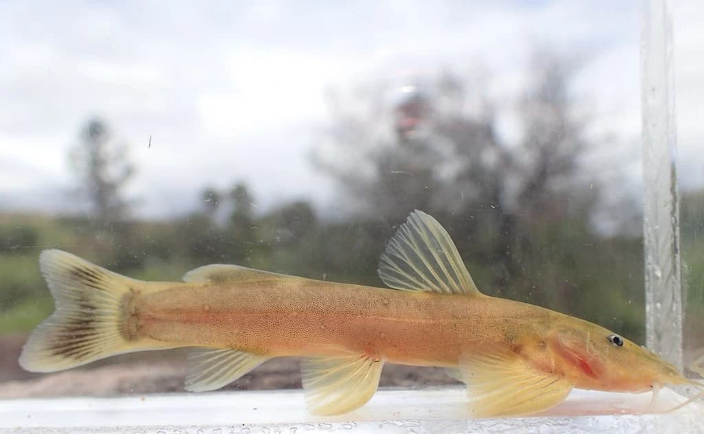 Stargazer Mountain Catfish