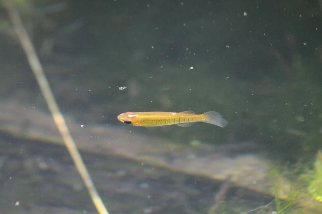 Starhead Topminnow