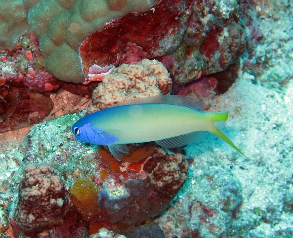 Stark's Tilefish