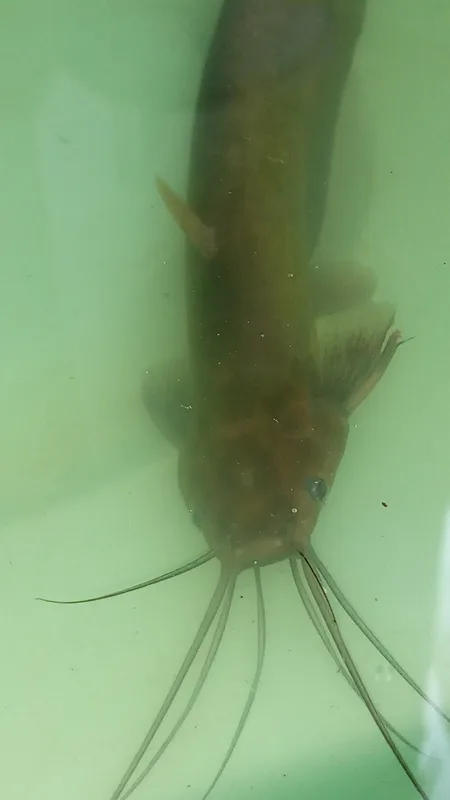 Stinging Catfish