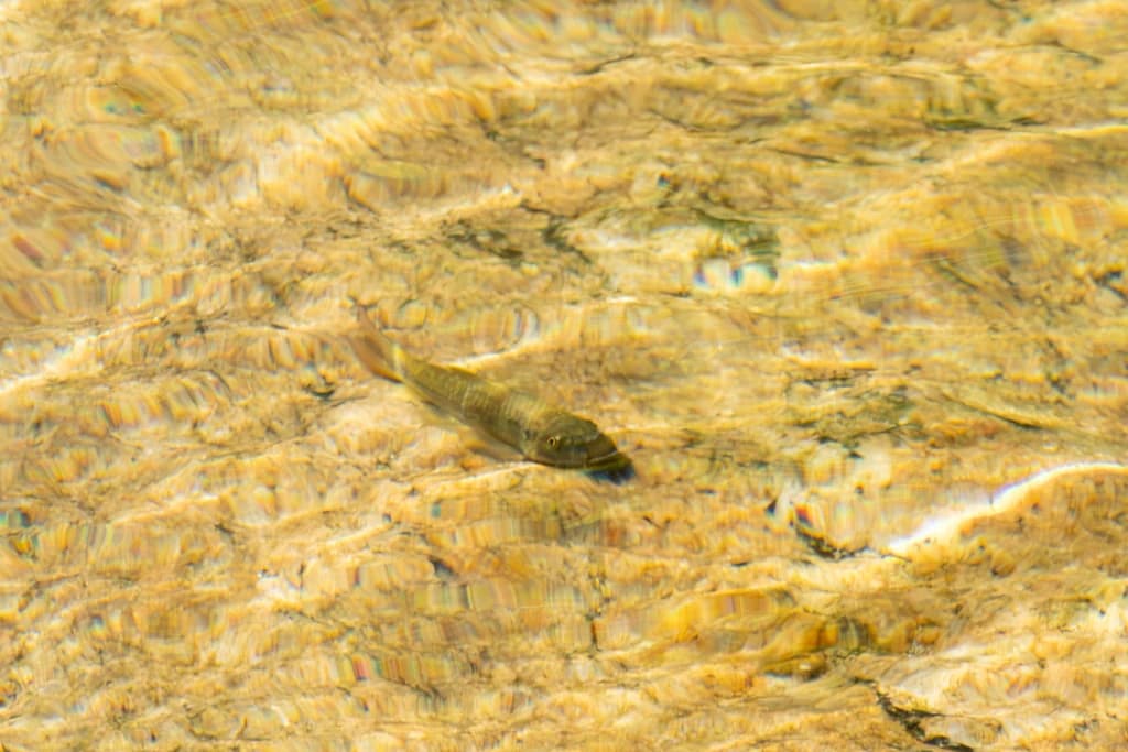 Stone Sucker