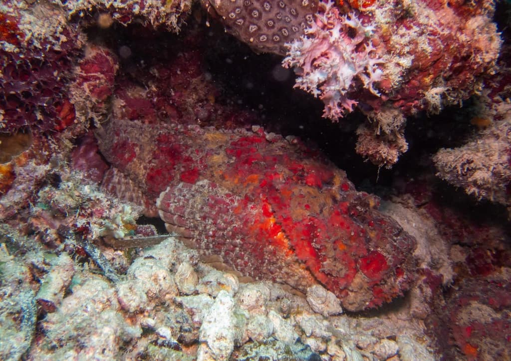 Stonefish