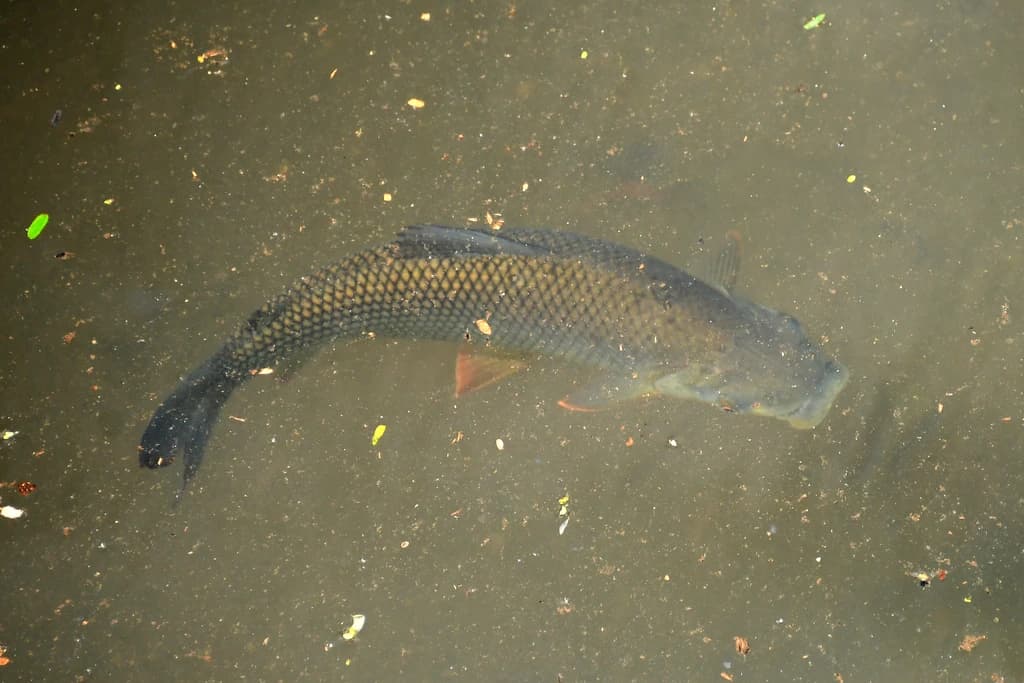 Streaked Prochilod