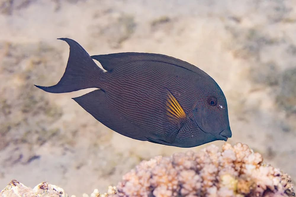 Striated Surgeonfish
