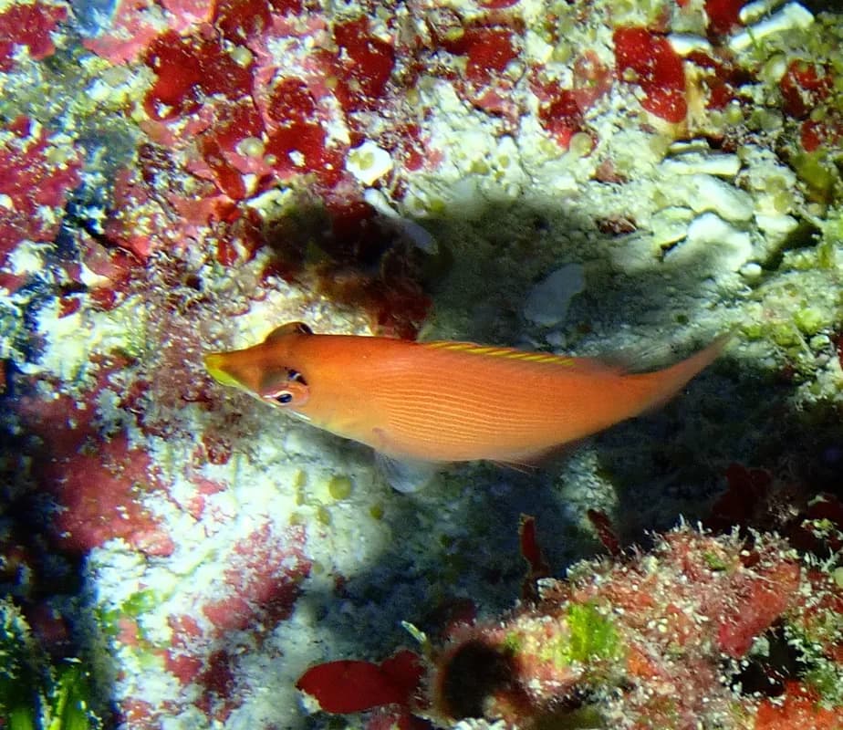 Striated Wrasse