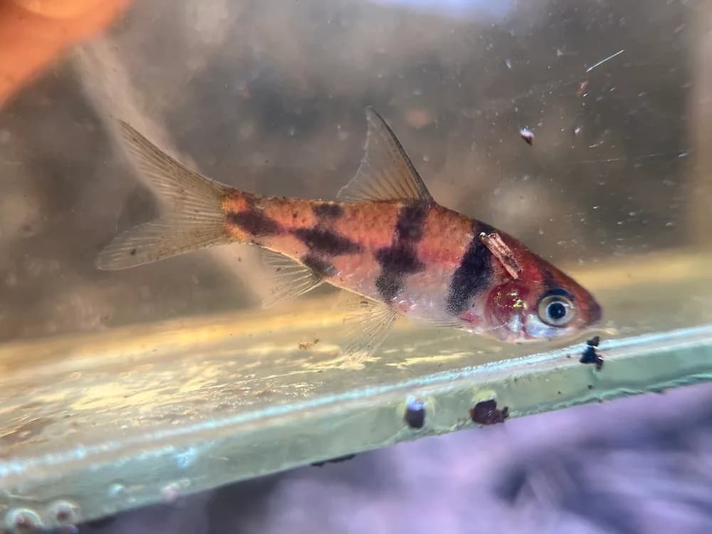 Striped Barb