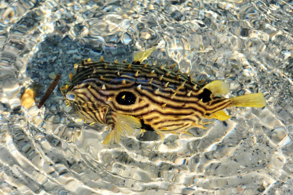 Striped Burrfish