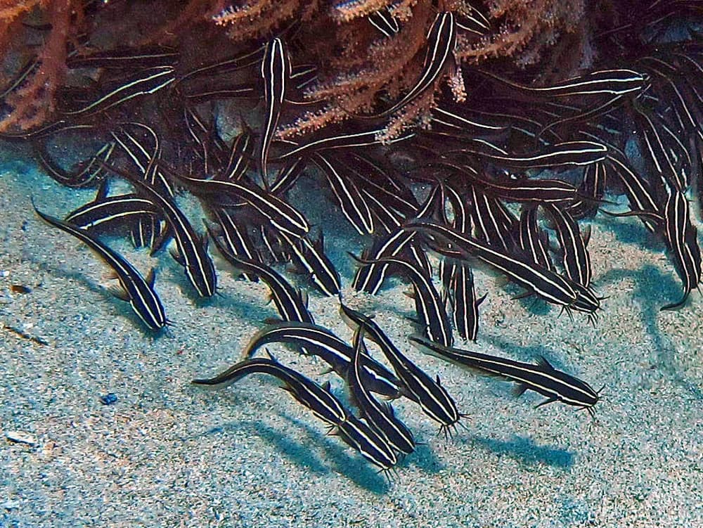 Striped Eel Catfish