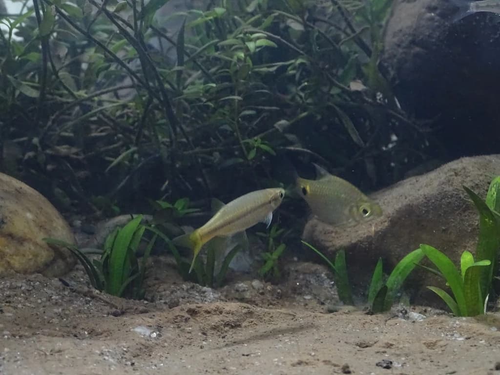 Striped Flying Barb