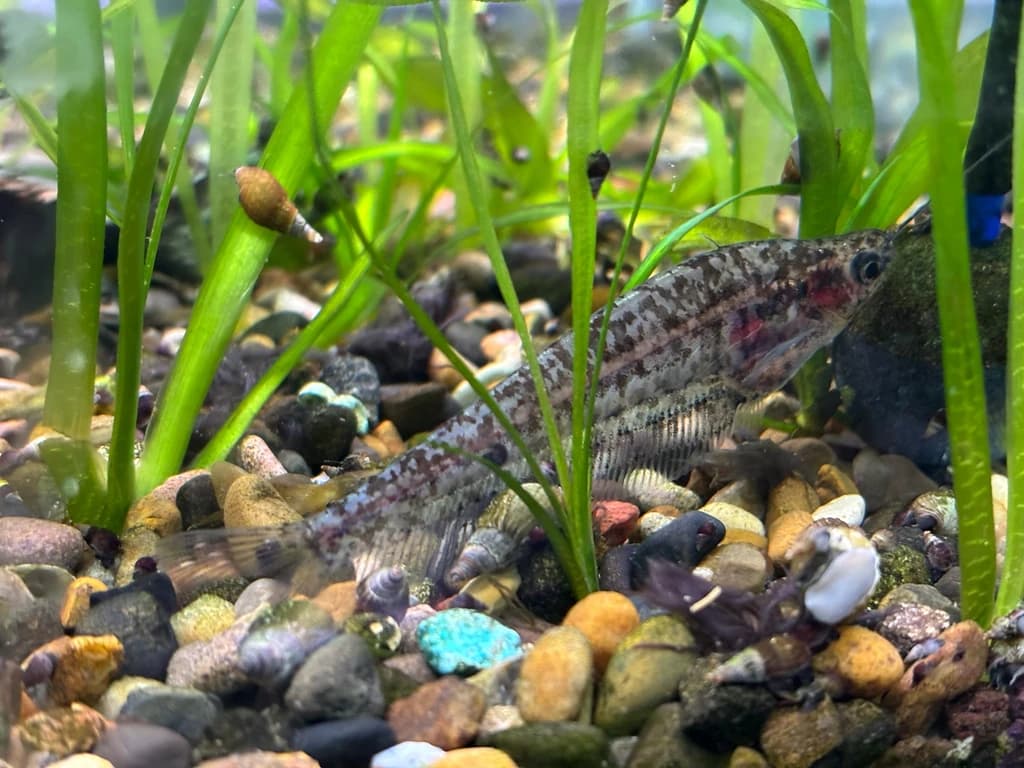 Striped Glass Catfish