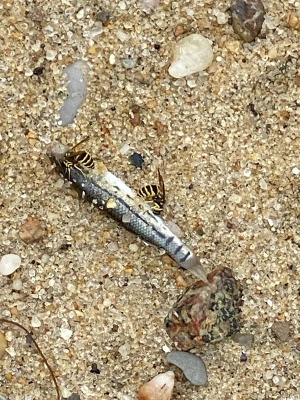 Striped Killifish