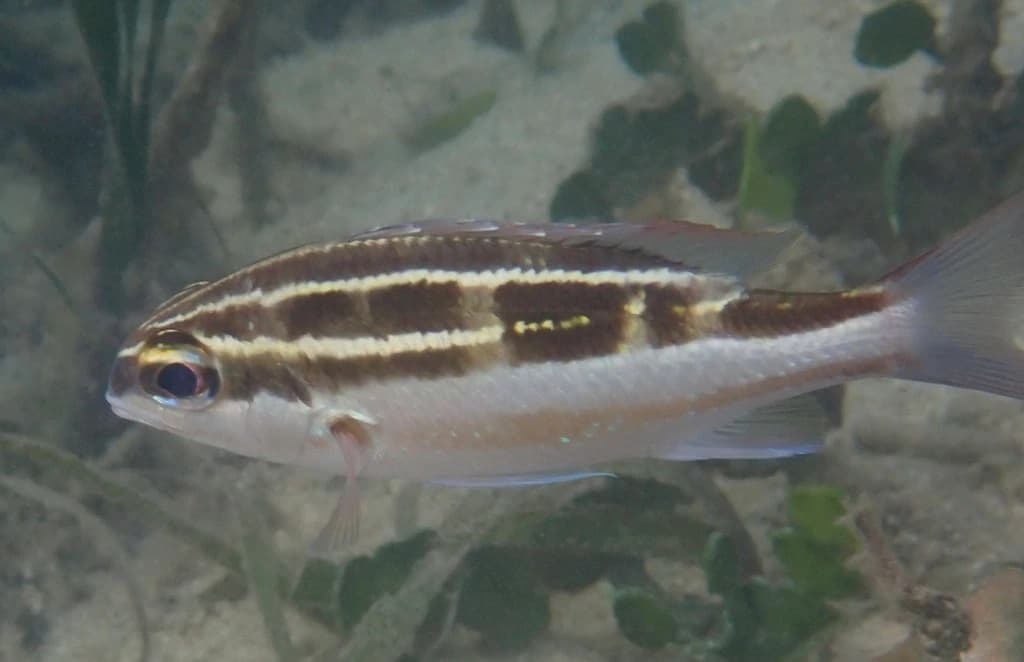 Striped Monocle Bream