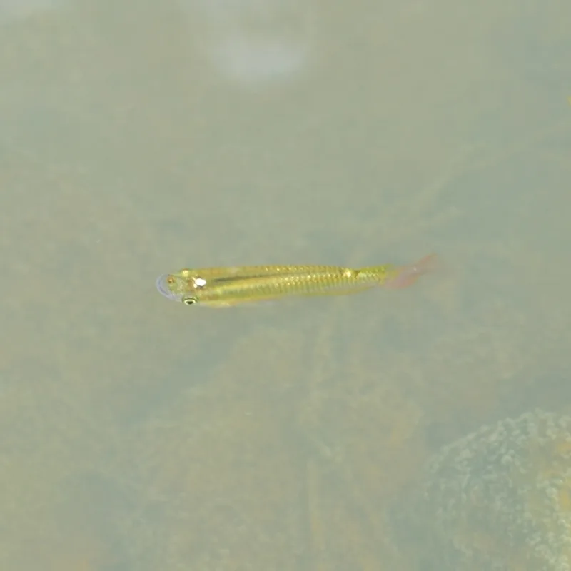 Striped Panchax