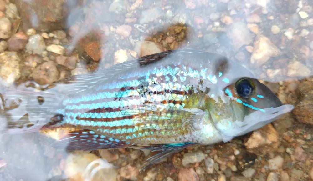 Stripefin Eartheater