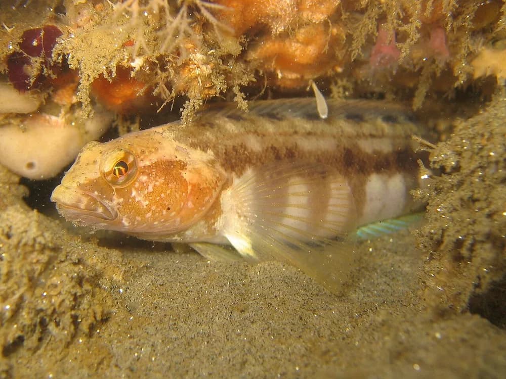 Stripefin Ronquil