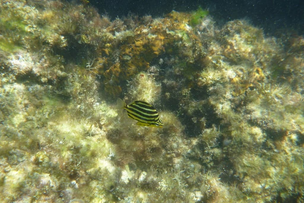 Stripey