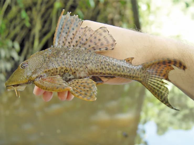 Suckermouth Catfish