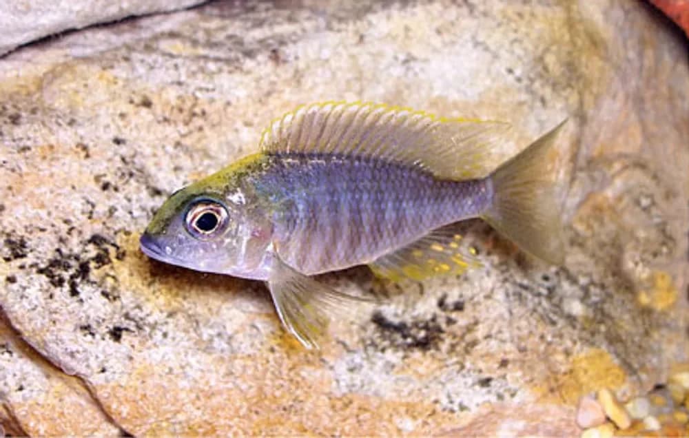 Sulfurhead Aulonocara
