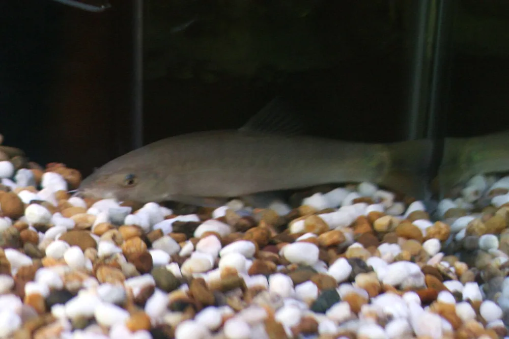 Sun Loach