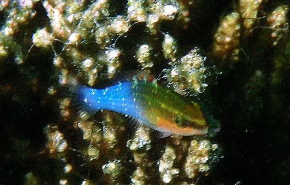 Surge Dottyback