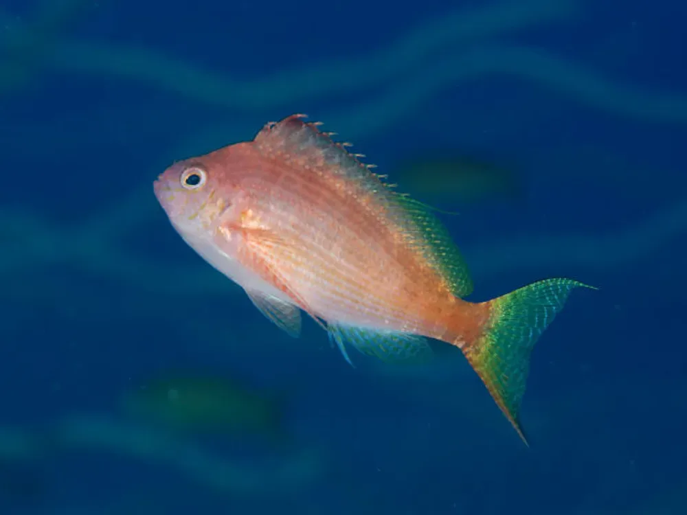 Swallowtail Hawkfish