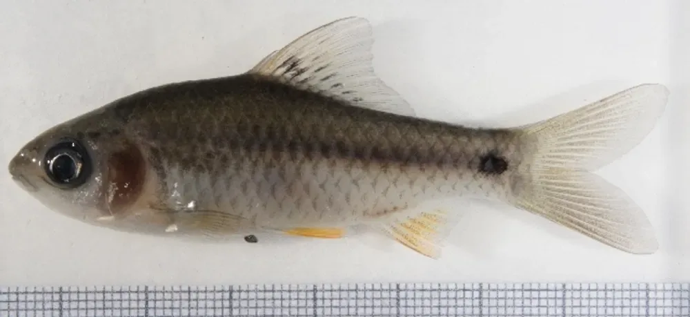 Swamp Barb