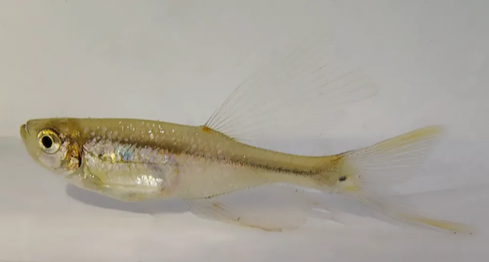 Swordtail Characin
