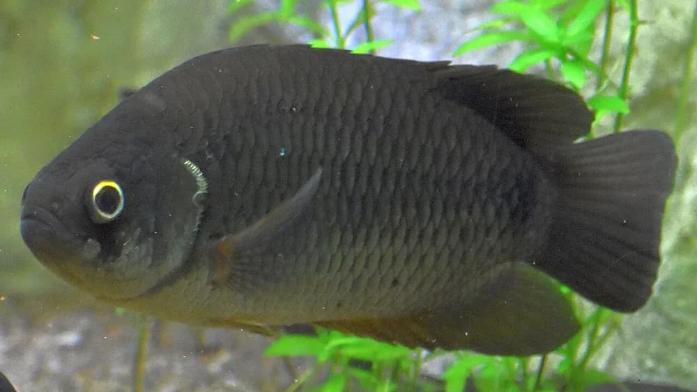 Tailspot Ctenopoma