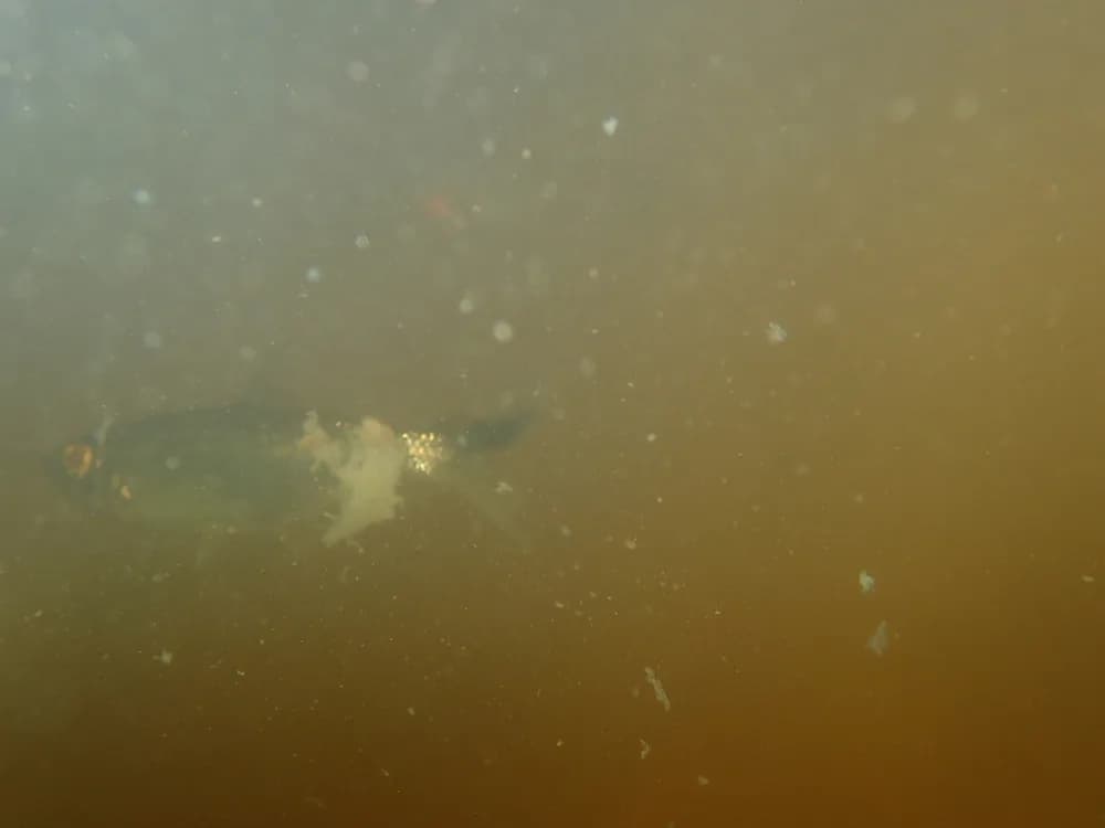 Tailspot Tetra