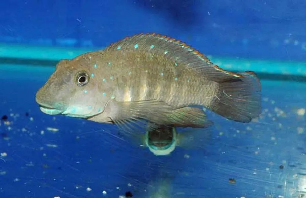 Tanganyika Clown