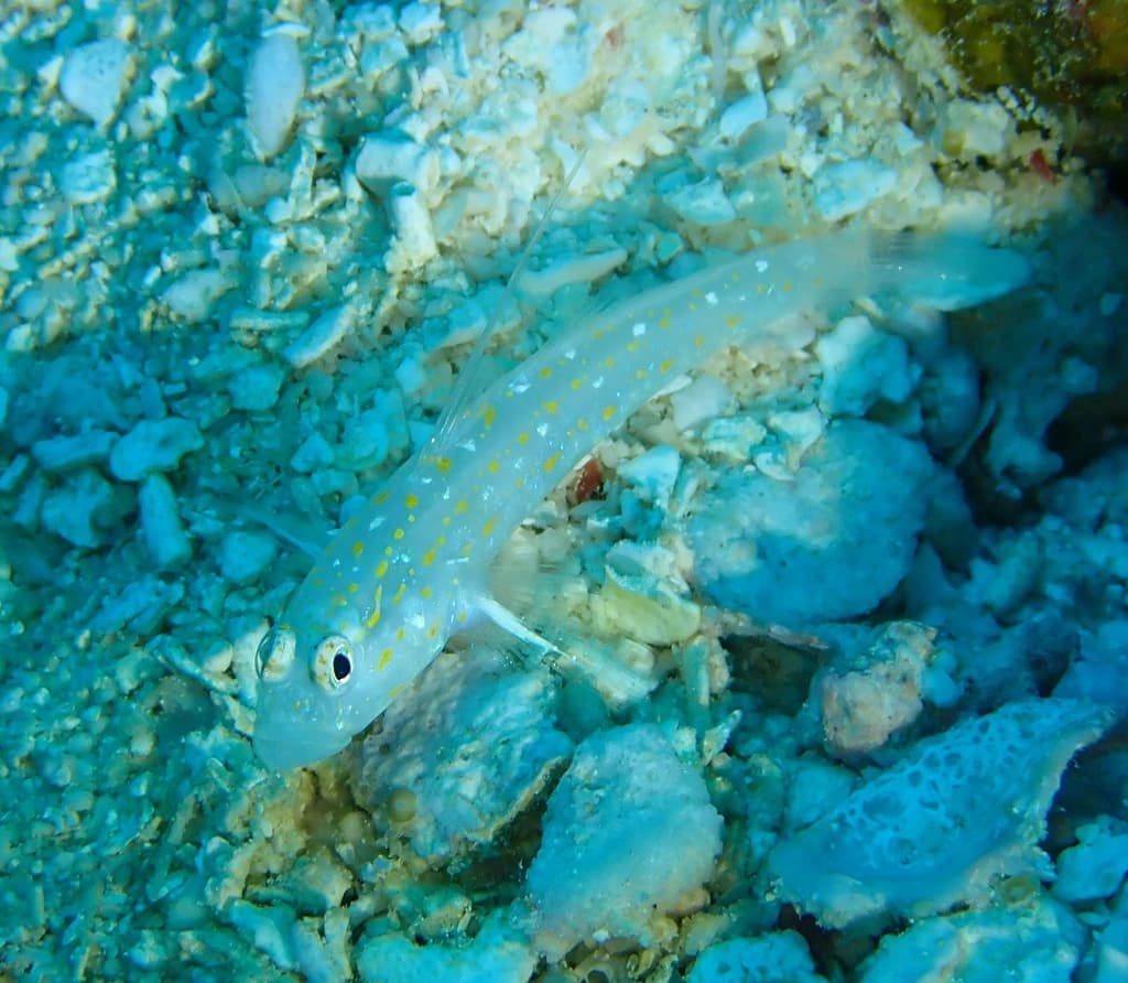 Tangaroa Shrimpgoby