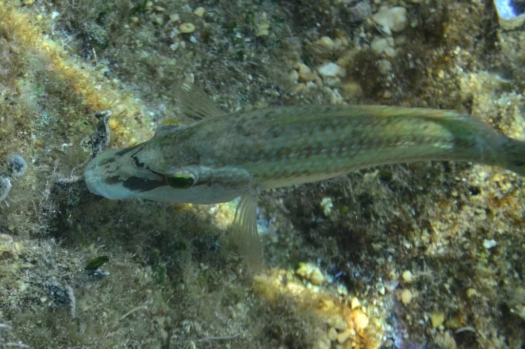 Tench