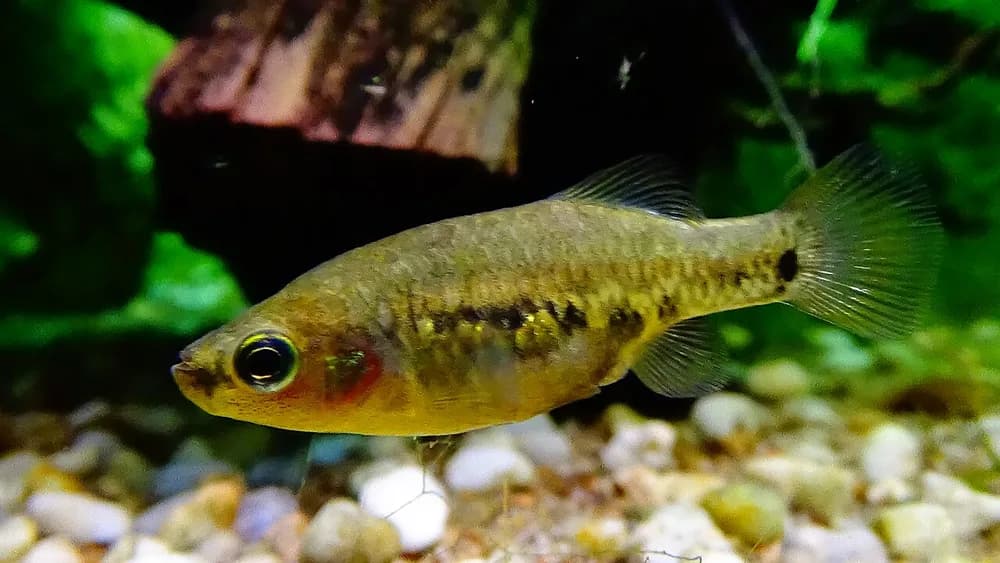 Tequila Splitfin
