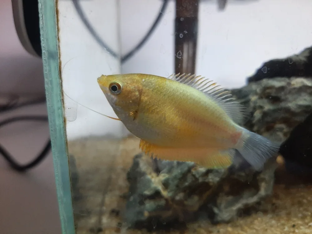 Thick Lipped Gourami