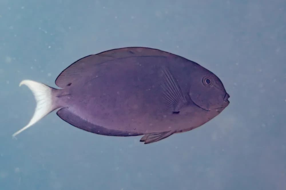 Thompson's Surgeonfish