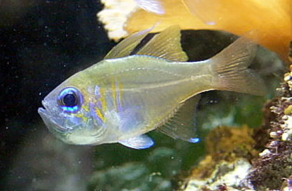 Threadfin Cardinalfish